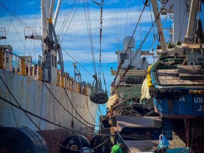 Local Fishermen fishing among Purse Seiners